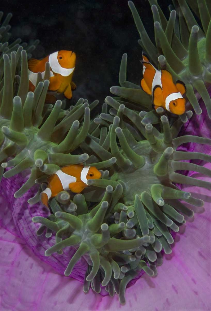 Indonesia Three clownfish swim among anemone